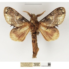 /filer/webapps/moths/media/images/M/malagassy_Odontocheilopteryx_AM_NHMUK.jpg