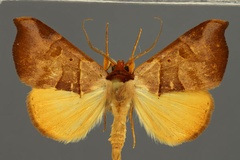 Marcipa callaxantha