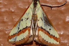 Cynaeda euprepialis