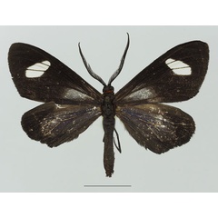 /filer/webapps/moths/media/images/P/perspicua_Pitthea_AF_Basquin_02a.jpg