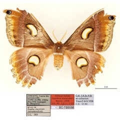 /filer/webapps/moths/media/images/O/oberprieleri_Epiphora_AT_RBINS_01.jpg