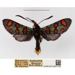 /filer/webapps/moths/media/images/C/cyanoxantha_Arniocera_AM_NHMUK_01.jpg