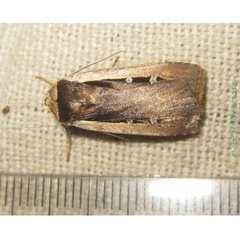 /filer/webapps/moths/media/images/L/leucogaster_Ochropleura_A_Bippus.jpg