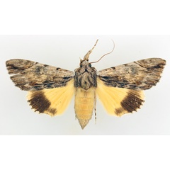 /filer/webapps/moths/media/images/C/catocala_Ulotrichopus_AF_TMSA_02.jpg