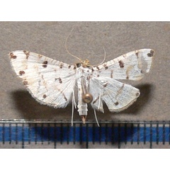 /filer/webapps/moths/media/images/C/cribrata_Pycnarmon_A_Goffa_01.jpg