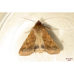 /filer/webapps/moths/media/images/A/armigera_Helicoverpa_A_Short_01.jpg