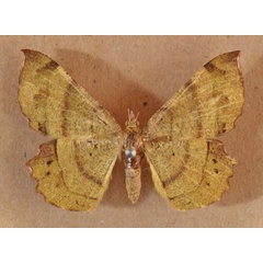 /filer/webapps/moths/media/images/M/madecassaria_Erastria_AF_Butler_01.jpg