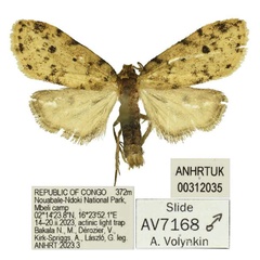 /filer/webapps/moths/media/images/D/dilova_Siccia_HT_ANHRT.jpg