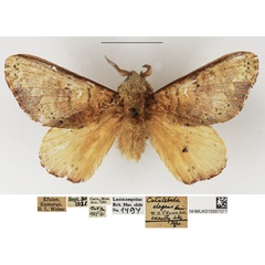 /filer/webapps/moths/media/images/E/elegans_Ptyssophlebia_AM_NHMUK.jpg