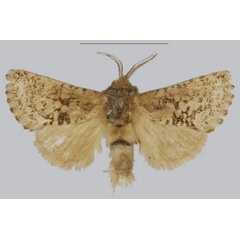 /filer/webapps/moths/media/images/T/taifensis_Philbyarbela_AM_NHMUK_01.jpg