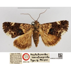 /filer/webapps/moths/media/images/C/caeruleopicta_Hoplotarache_PLT_NHMUK.jpg