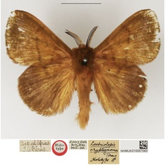 /filer/webapps/moths/media/images/C/cryptognoma_Lechriolepis_HT_NHMUK.jpg