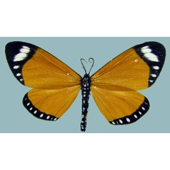 /filer/webapps/moths/media/images/E/euparypha_Aletis_AM_Staudea.jpg