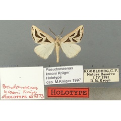 /filer/webapps/moths/media/images/K/krooni_Pseudomaenas_HT_TMSA.jpg