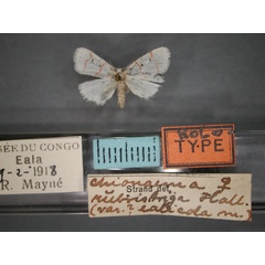 /filer/webapps/moths/media/images/E/ealicola_Cyana_HT_RMCA_01.jpg