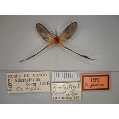 /filer/webapps/moths/media/images/F/fulva_Doratopteryx_A_RMCA_02.jpg