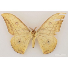 /filer/webapps/moths/media/images/C/cadioui_Aurivillius_HT_RBINS_02.jpg