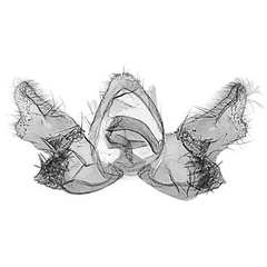 /filer/webapps/moths/media/images/P/pulchella_Syntozyga_GMHT_MRSN.jpg
