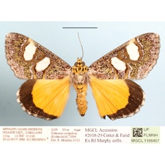 /filer/webapps/moths/media/images/C/coryndoni_Schausia_A_MGCLa_01.jpg