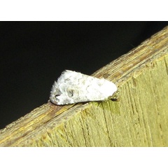 /filer/webapps/moths/media/images/S/scitula_Eublemma_A_Goff.jpg