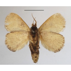 /filer/webapps/moths/media/images/C/cinerea_Tryphax_A_MGCLb_01.JPG