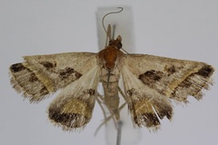 Acantholipes circumdata
