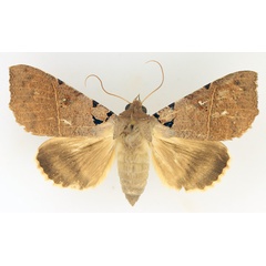 /filer/webapps/moths/media/images/K/korana_Serrodes_AF_TMSA_02.jpg