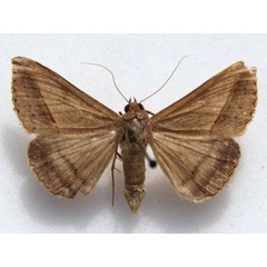 /filer/webapps/moths/media/images/P/proverai_Mocis_A_Goff_02.JPG
