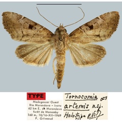 /filer/webapps/moths/media/images/A/artemis_Tornoconia_HT_MNHN.jpg