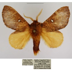 /filer/webapps/moths/media/images/A/argenteoguttata_Hypotrabala_AM_TMSA_01.jpg