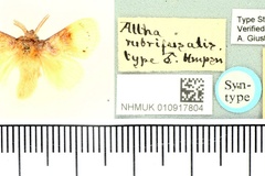 Altha rubrifusalis
