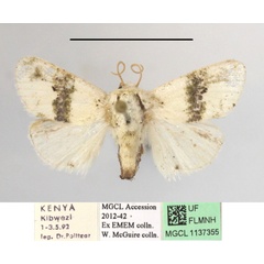 /filer/webapps/moths/media/images/L/luxuriosa_Niphadolepis_A_MGCLa_02.JPG