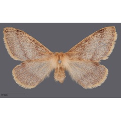 /filer/webapps/moths/media/images/D/devylderi_Trichophiala_PLT_SNHM_01.jpg