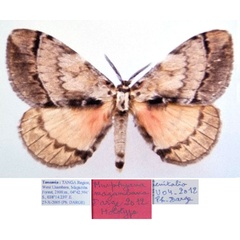 /filer/webapps/moths/media/images/M/magambana_Murphyana_HT_Dargea.jpg