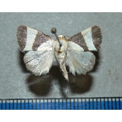 /filer/webapps/moths/media/images/P/purpurea_Neonegeta_A_Goffa_01.jpg