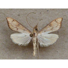 /filer/webapps/moths/media/images/C/catalaunalis_Antigastra_A_Butler.jpg