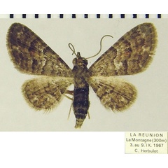 /filer/webapps/moths/media/images/N/nigella_Chloroclystis_AF_ZSMa.jpg