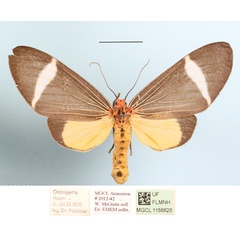 /filer/webapps/moths/media/images/P/phileta_Caryatis_AM_MGCLa_01.jpg