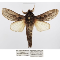 /filer/webapps/moths/media/images/P/picturata_Braura_AM_TMSA_02.jpg