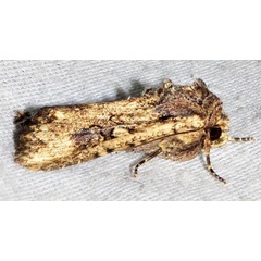 /filer/webapps/moths/media/images/C/combinata_Mythimna_A_Braun_04.jpg