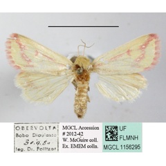 /filer/webapps/moths/media/images/D/decorata_Timora_A_MGCLa_01.JPG