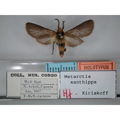 /filer/webapps/moths/media/images/X/xanthippa_Metarctia_HT_RMCA_01.jpg