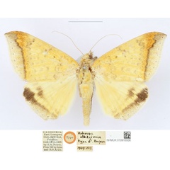 /filer/webapps/moths/media/images/A/albitermia_Ophiusa_HT_BMNH_vqSvxC6.jpg