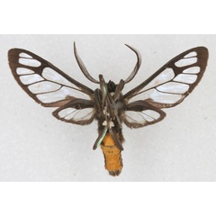 /filer/webapps/moths/media/images/C/clypeatus_Pseudodiptera_HT_RBINS_02.jpg