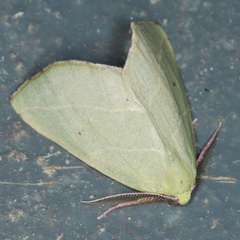 /filer/webapps/moths/media/images/C/cambogiaria_Drepanogynis_A_Heyns_02.JPG