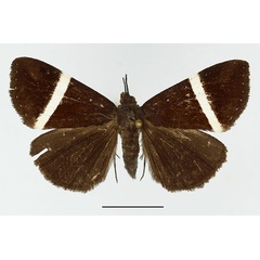 /filer/webapps/moths/media/images/N/nasuta_Dichromia_A_Basquin.jpg