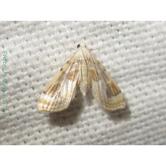 /filer/webapps/moths/media/images/G/gueneealis_Ambia_A_Bippus.jpg