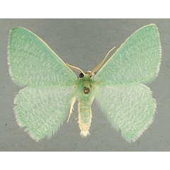 /filer/webapps/moths/media/images/E/eucela_Chlorocoma_AM_TMSA_0eVLMIt.jpg