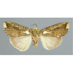 /filer/webapps/moths/media/images/A/albonotata_Scarnica_HT_RMCA.jpg