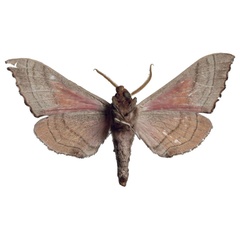 /filer/webapps/moths/media/images/S/schreieri_Rufoclanis_HT_EMEMb.jpg